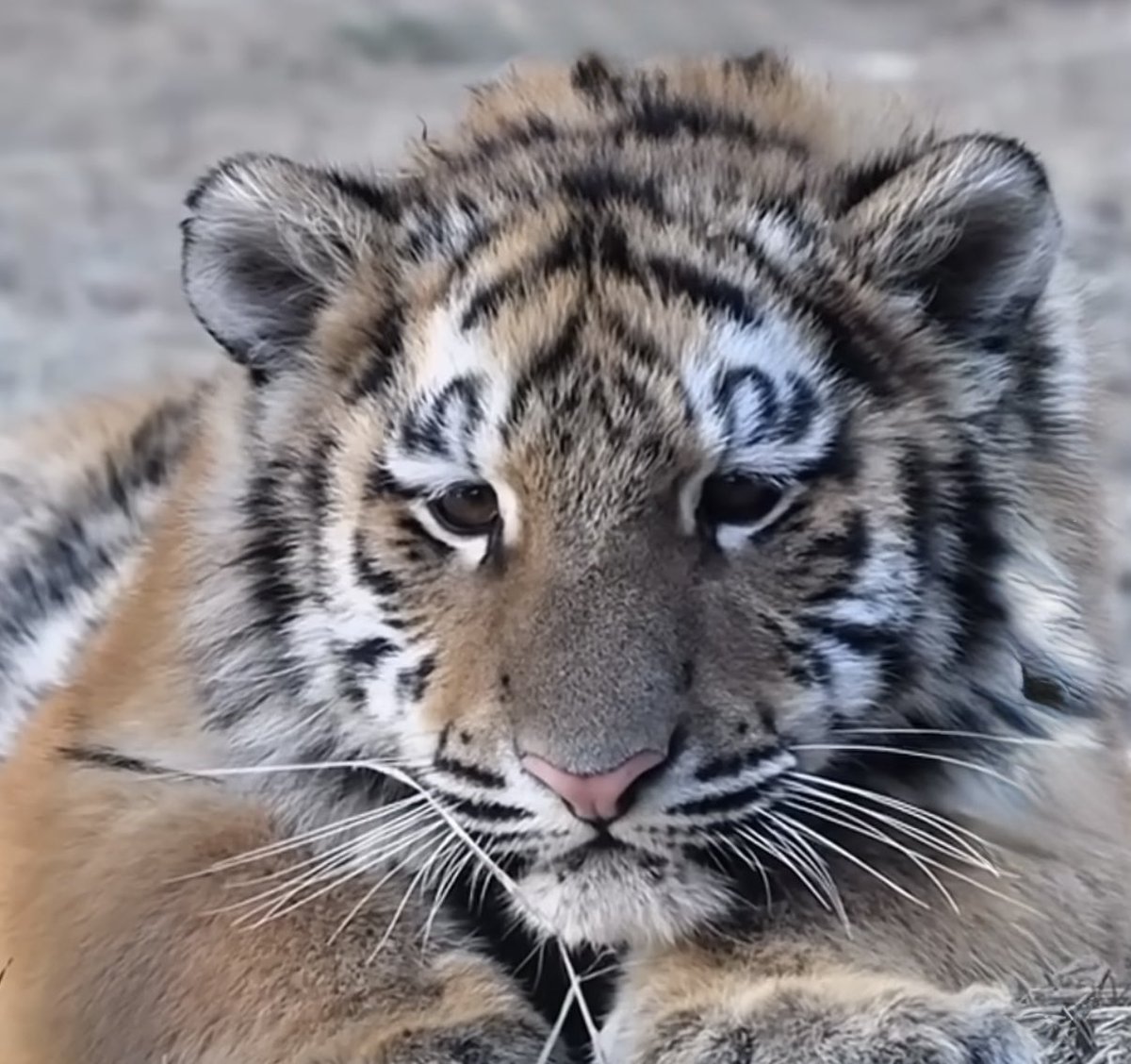 도롱이🌱 tweet media