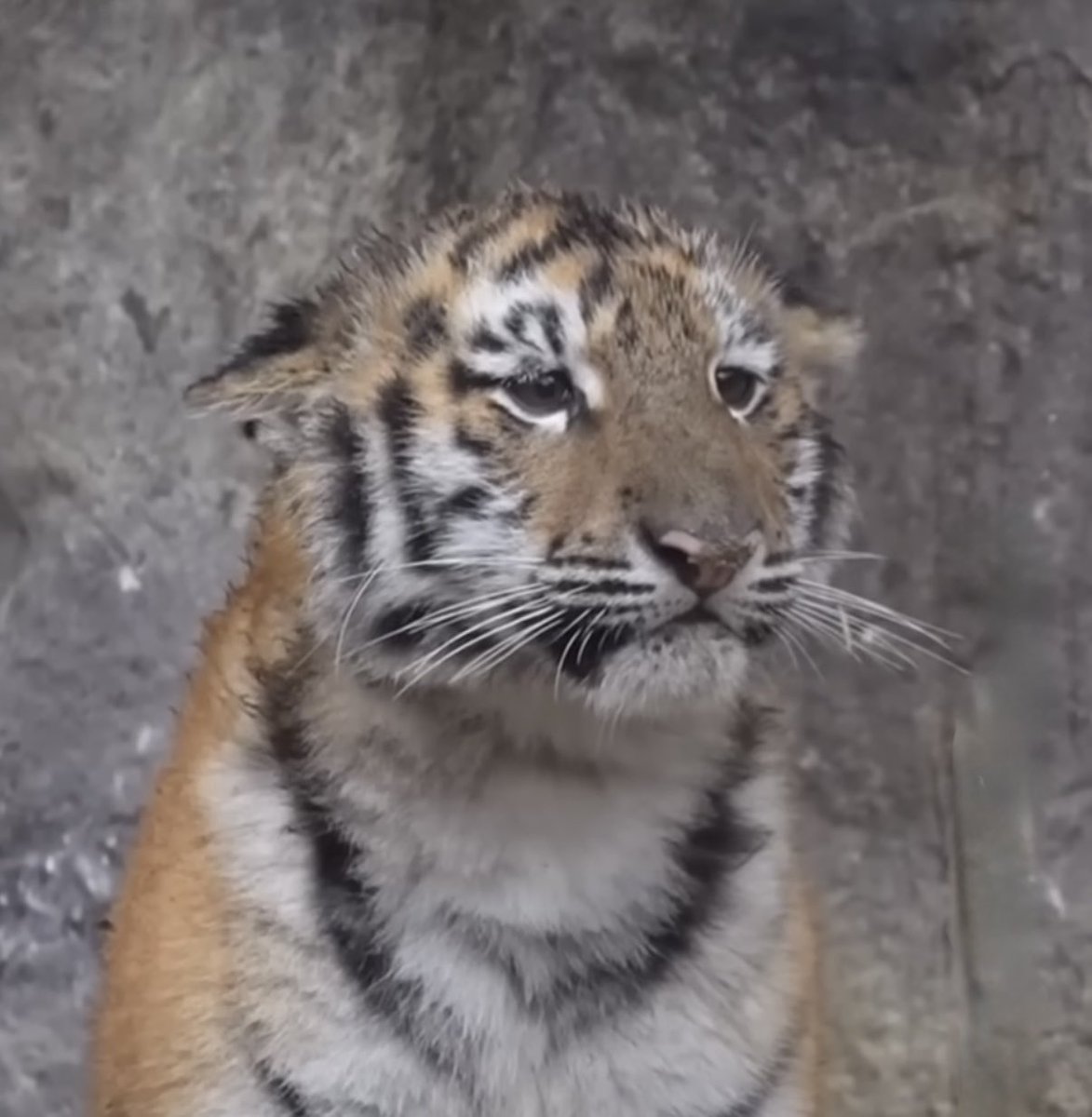 도롱이🌱 tweet media