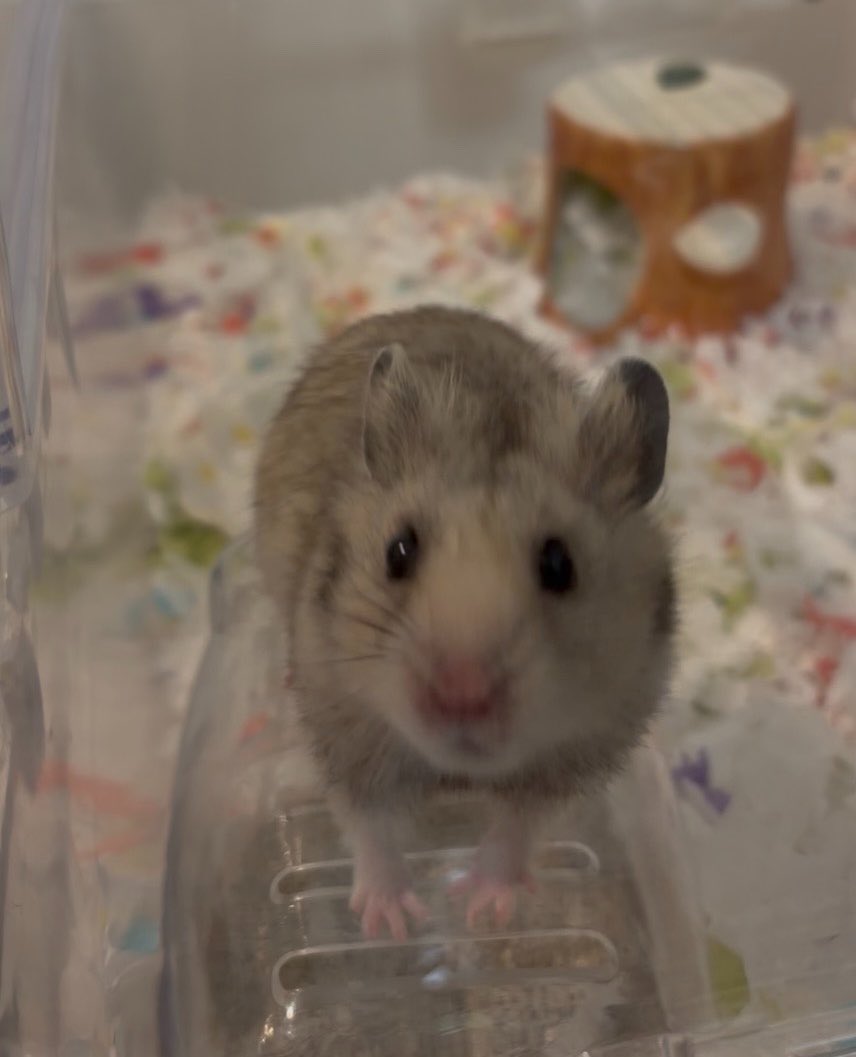 suisei_86star's tweet image. #ハムスターのタロイモ  #hamster