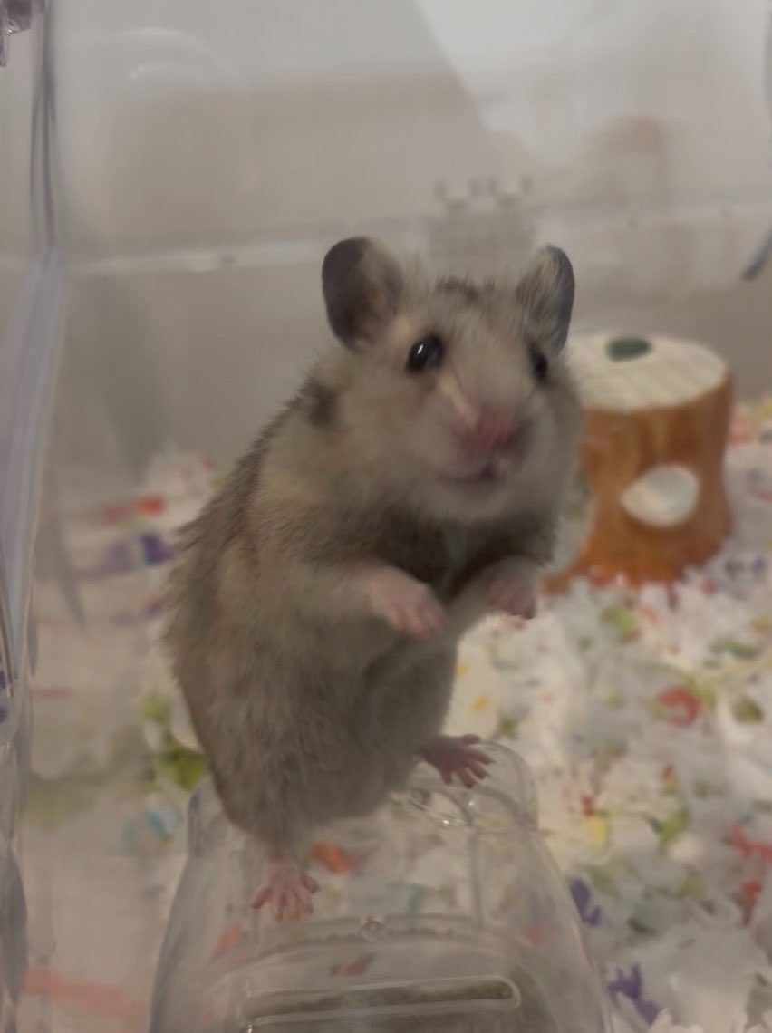 suisei_86star's tweet image. #ハムスターのタロイモ  #hamster