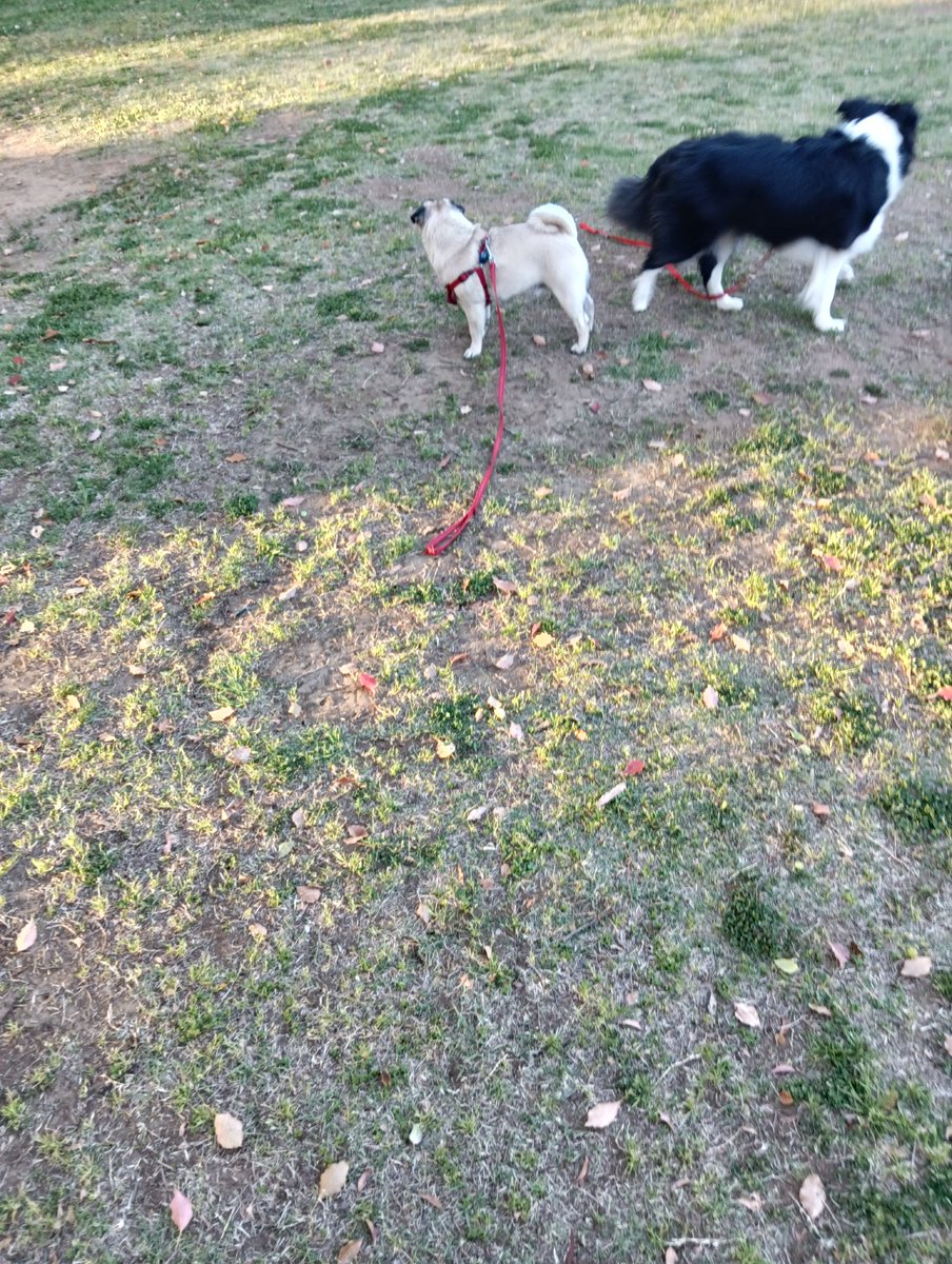 プシュッ、知らない子いる！

#パグ