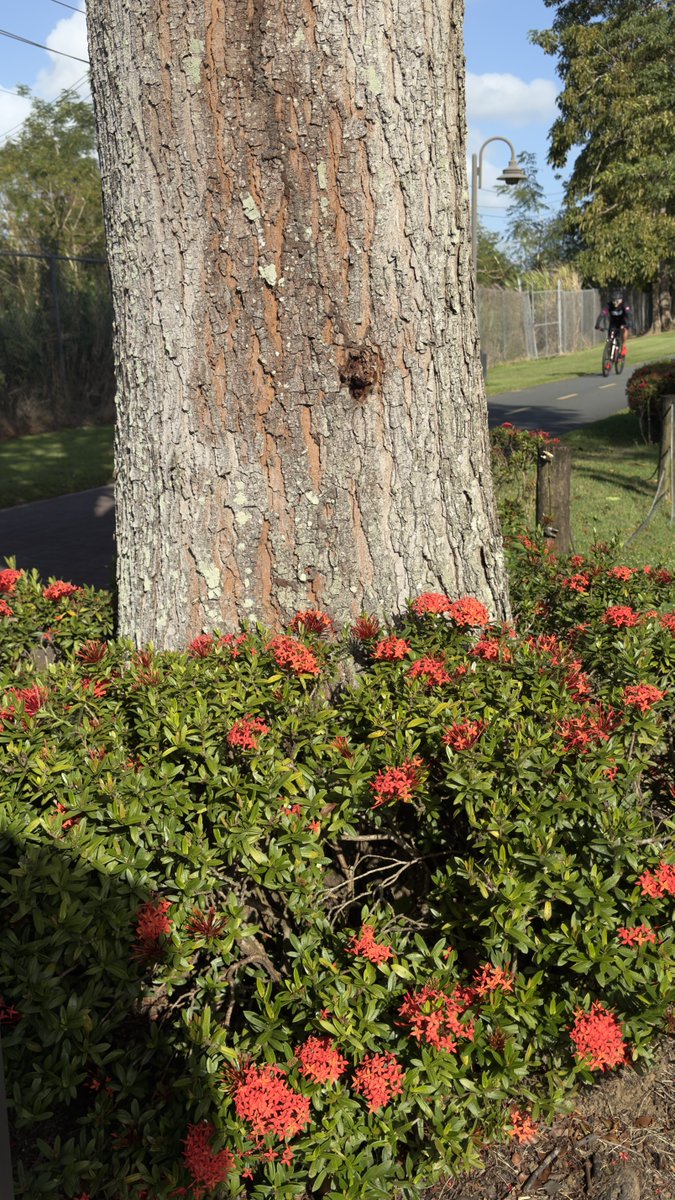 epintadorm's tweet image. Cute flowers 💐 today. #mymorning #goodday #grateful #trees #flowers #mypics