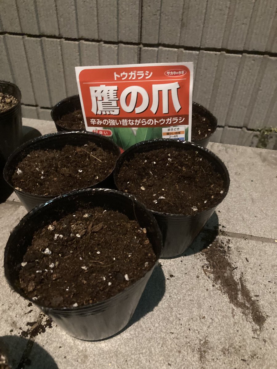 hinomoto701's tweet image. Warmth from the earth
soon the sprouts will start to rise
waiting for their day

地熱上がり
そろそろ芽吹く
日を待ってる

#field #seeds #hinomoto701 #畑 #種 #ヒノモト