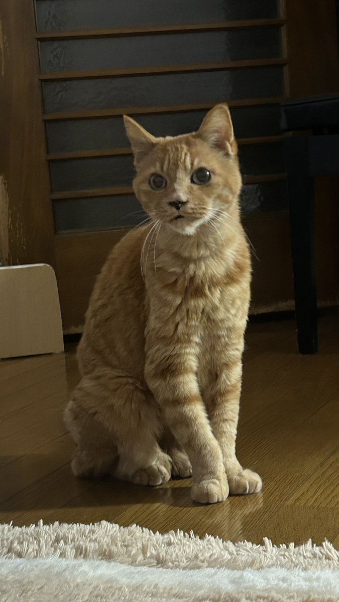 はると tweet media