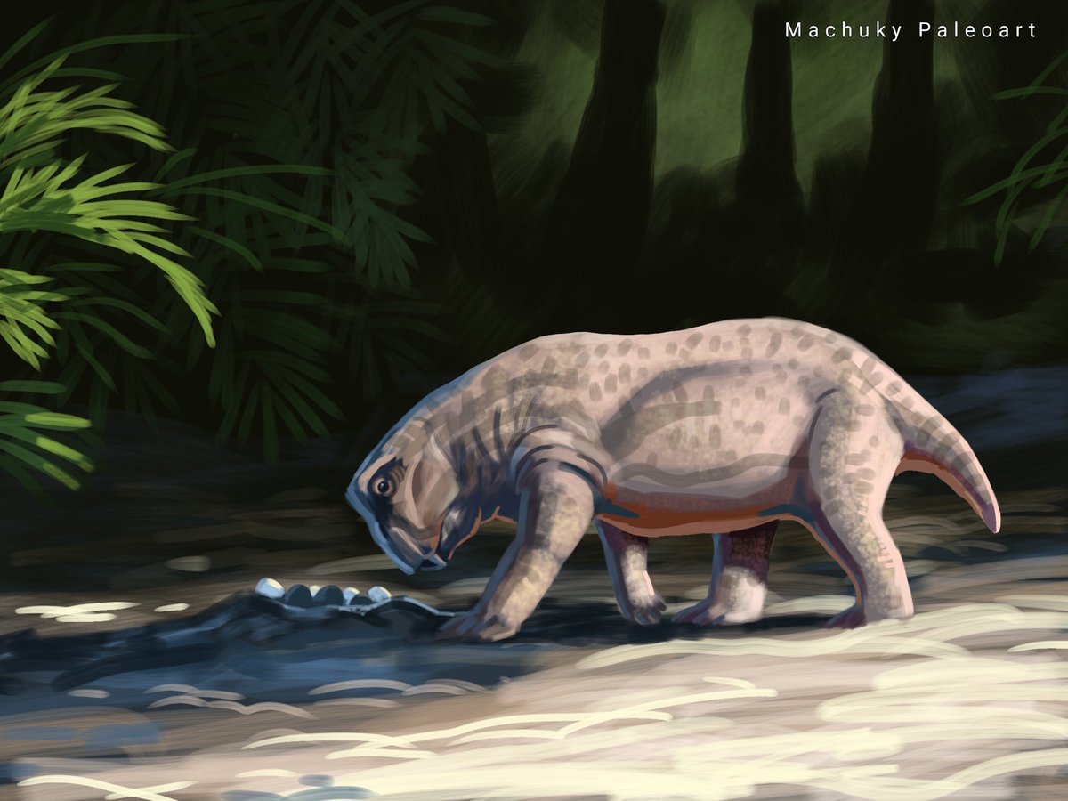 machukytakahash's tweet photo. Speedpaint de domingo. Un Lystrosaurus cuida su nidada en la mañana. El reciente descubrimiento de embriones de estos animales fue el tema sugerido por People Are Fish está semana. 
#paleoart #paleontology #egg #speedpaint #triásico https://t.co/QslA02Ub7E