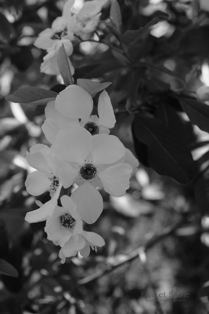 eau_et_sable's tweet photo. #monochrome
#リュウキュウバイ・1007663 https://t.co/RyWuUMFYgl