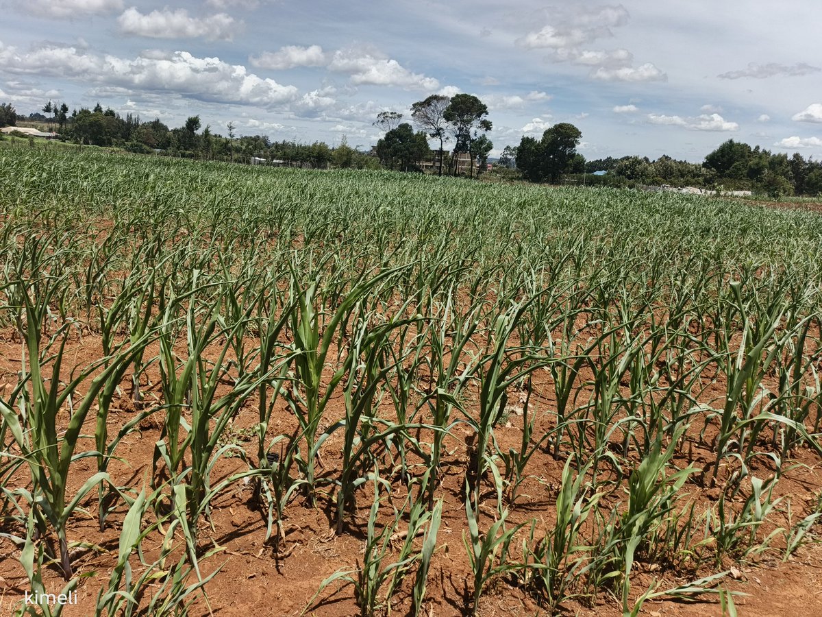 Alex Kimeli 🇰🇪 tweet media