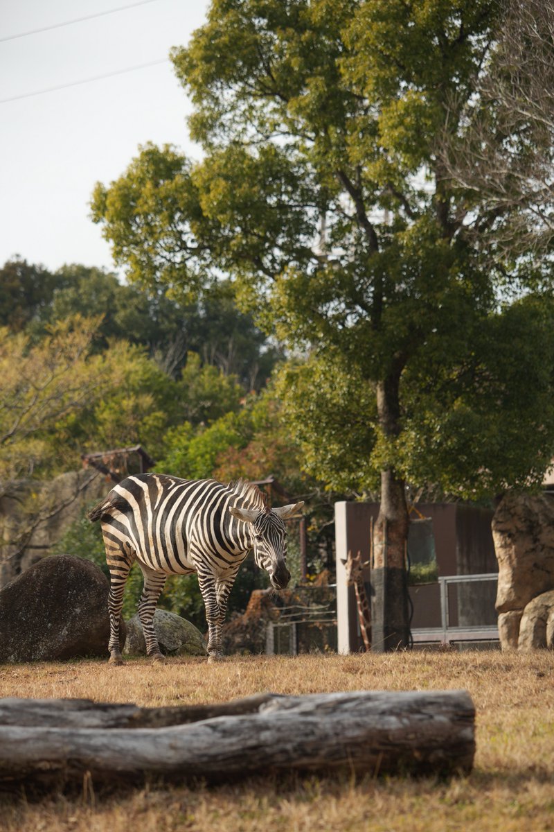 Ryusei -動物ガチ勢- tweet media