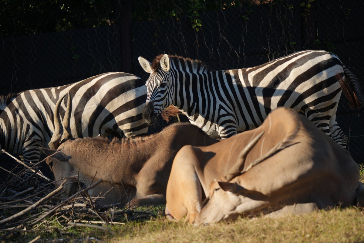 Ryusei -動物ガチ勢- tweet media