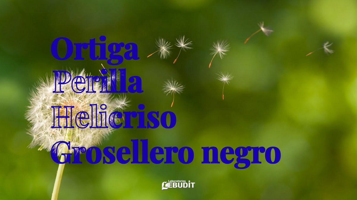bgreen_lebudit's tweet photo. En Lebudit te proponemos esta infusión de plantas que te ayudarán a combatir los molestos síntomas de las alergias.

#Lebudit #Bgreen https://t.co/V6VOytQQeK