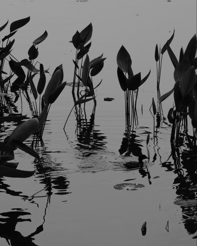 stanzy_500's tweet photo. Walking along the lake in the rain today #hangzhouchina #photography #blackandwhite #streetphotography https://t.co/Euq3BGCkIZ