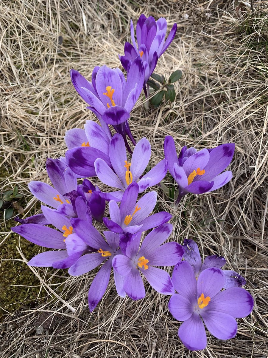 angelicaio81153's tweet image. Finding the extraordinary , in the ordinary , finding the hidden beauty 🪻

Spring Wildflowers , Countryside Romania 
#closeup #landscape #photography