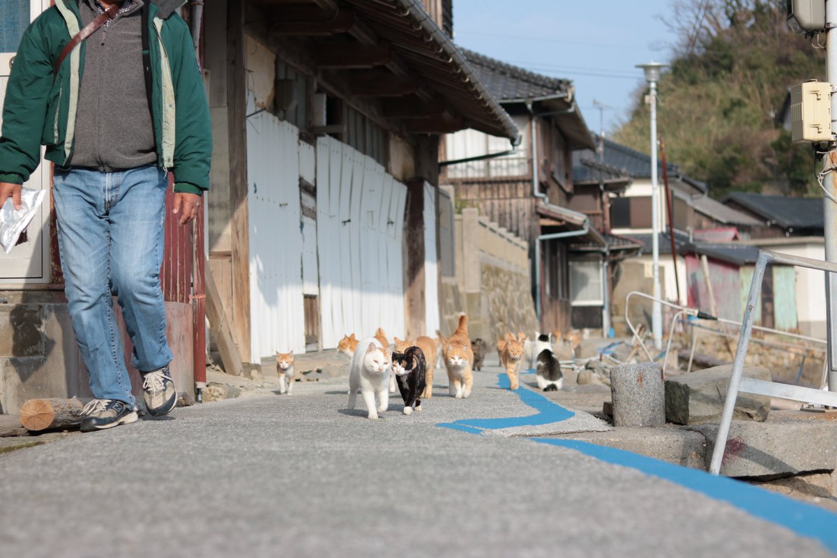 猫の島　青島 tweet media