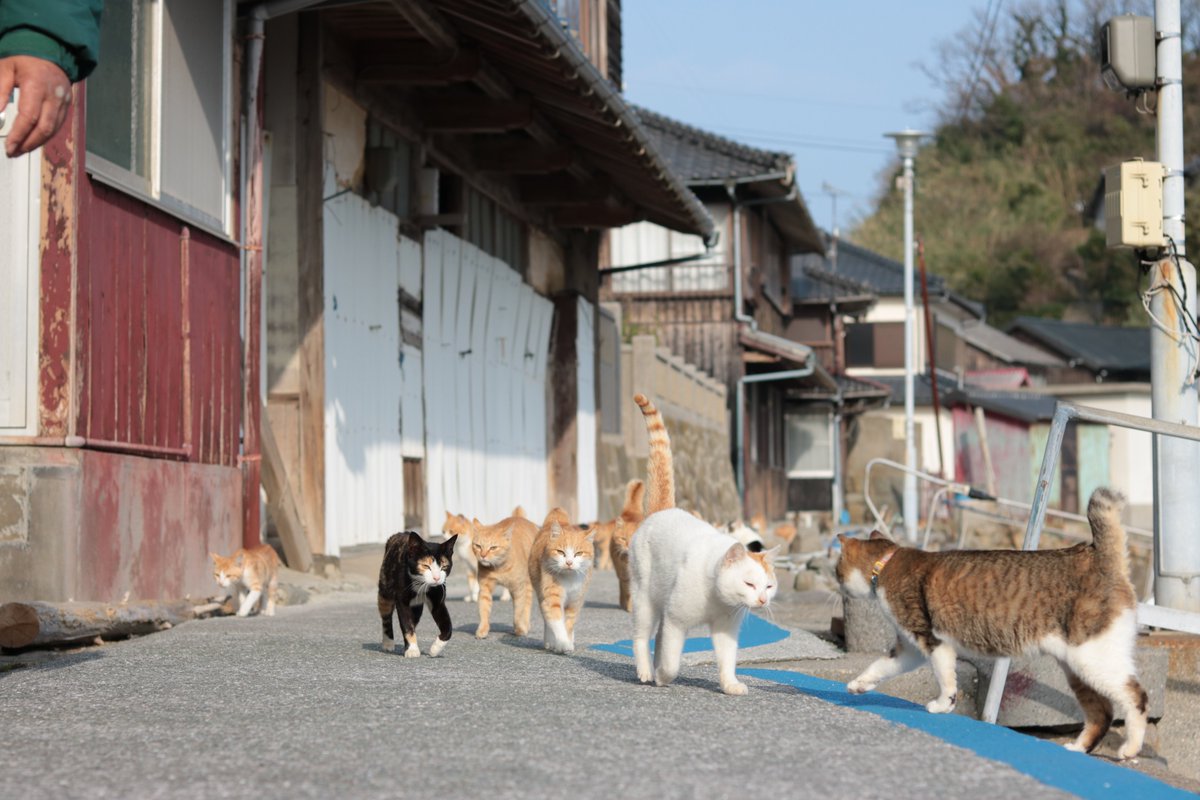 猫の島　青島 tweet media