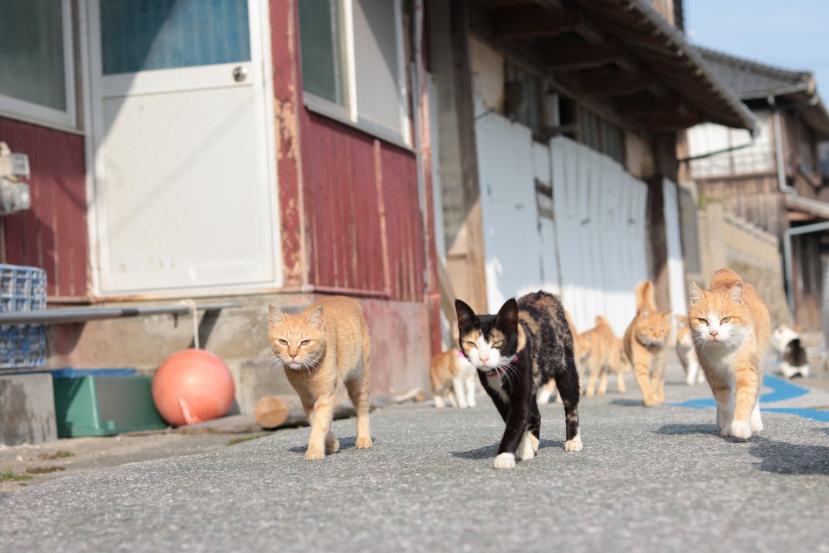 猫の島　青島 tweet media