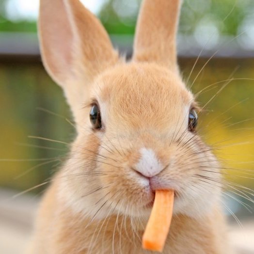 🐰🥕