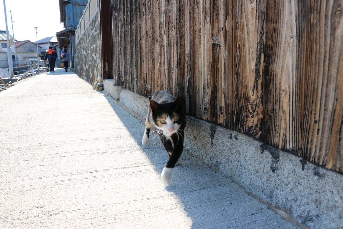 猫の島　青島 tweet media