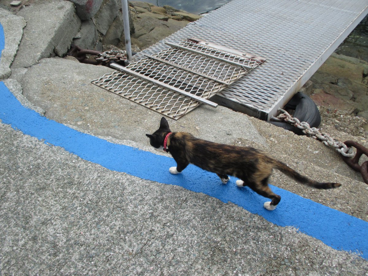 猫の島　青島 tweet media