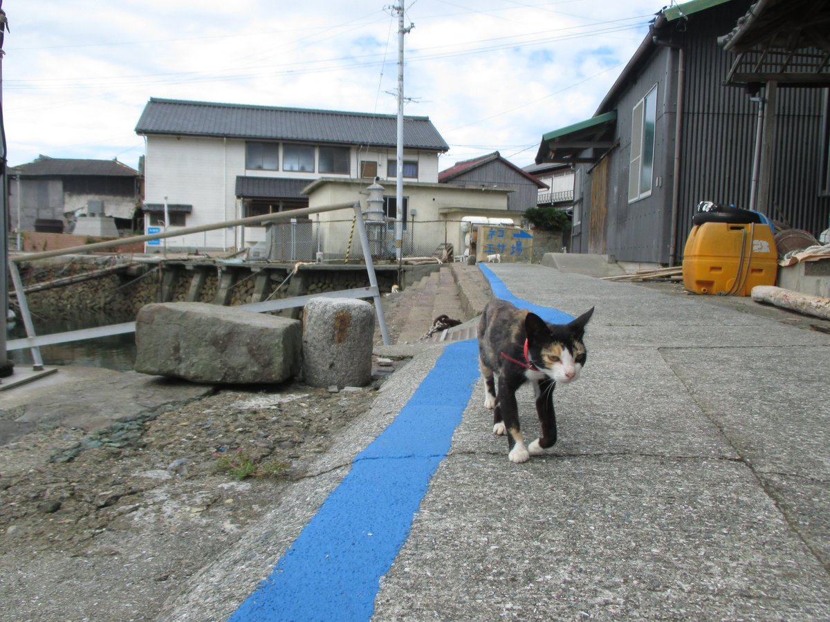 猫の島　青島 tweet media