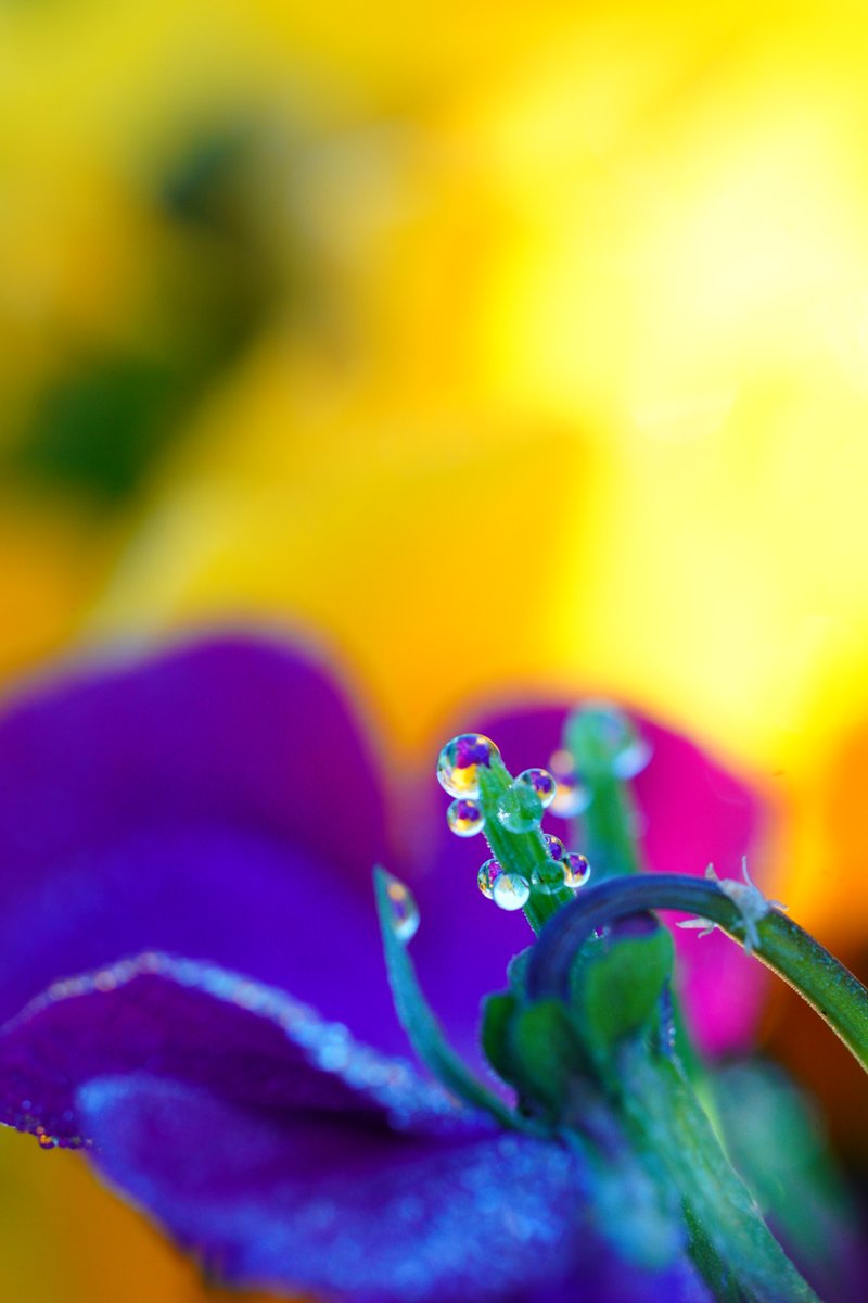 s_akanta's tweet photo. #しずく
#水滴
#スギナ
#ファインダー越しの私の世界
1枚目縦写真
photo.2026.4 https://t.co/ELJowzybQv