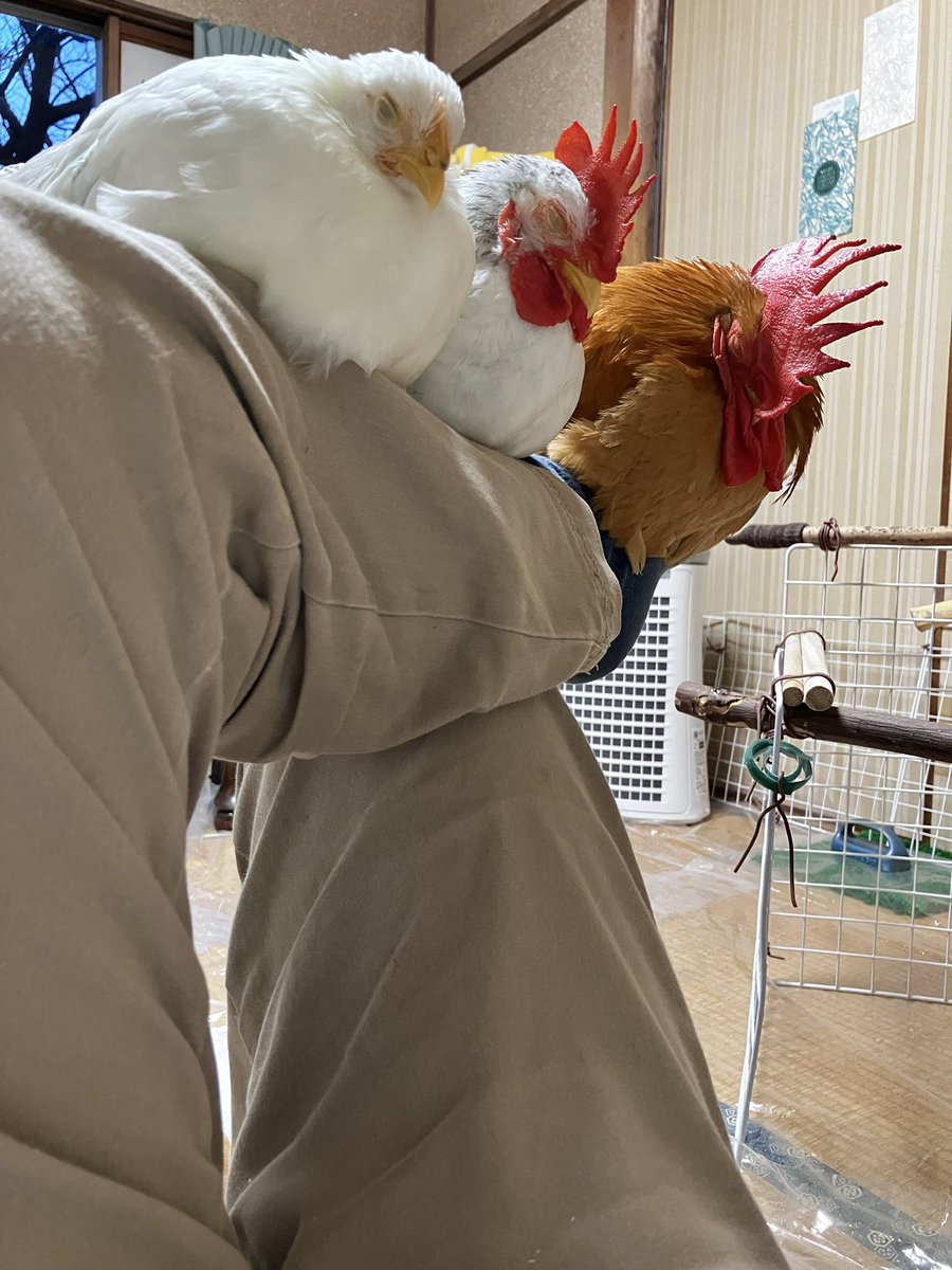 ことり百貨店 tweet media