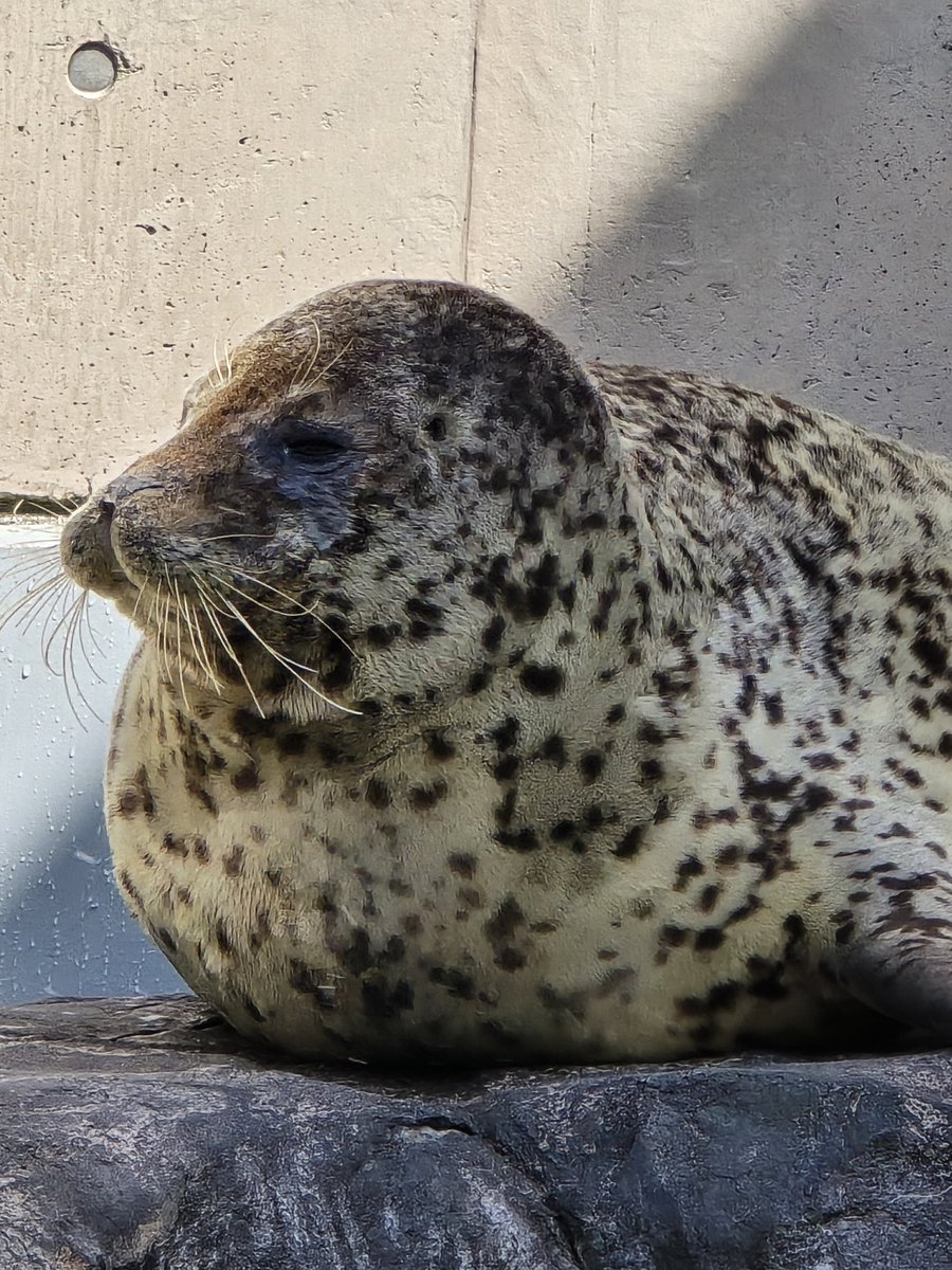 むちごま🦭 tweet media