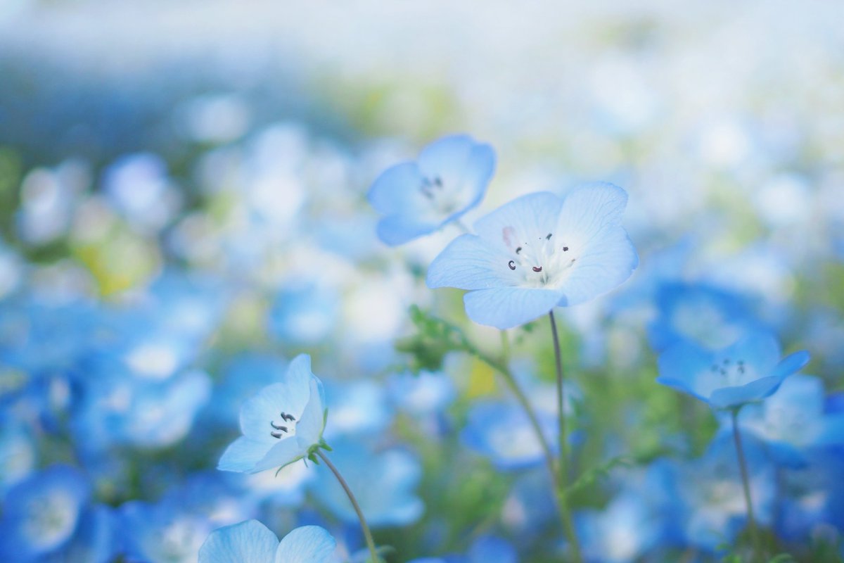 いちくんカラーいっぱいの満開やー!!
トモコレてんくんの恋が成就しますように🙏✨️

🌸ネモフィラ　　花言葉:初恋

#てんぶんのいち
＃てんいちずかん