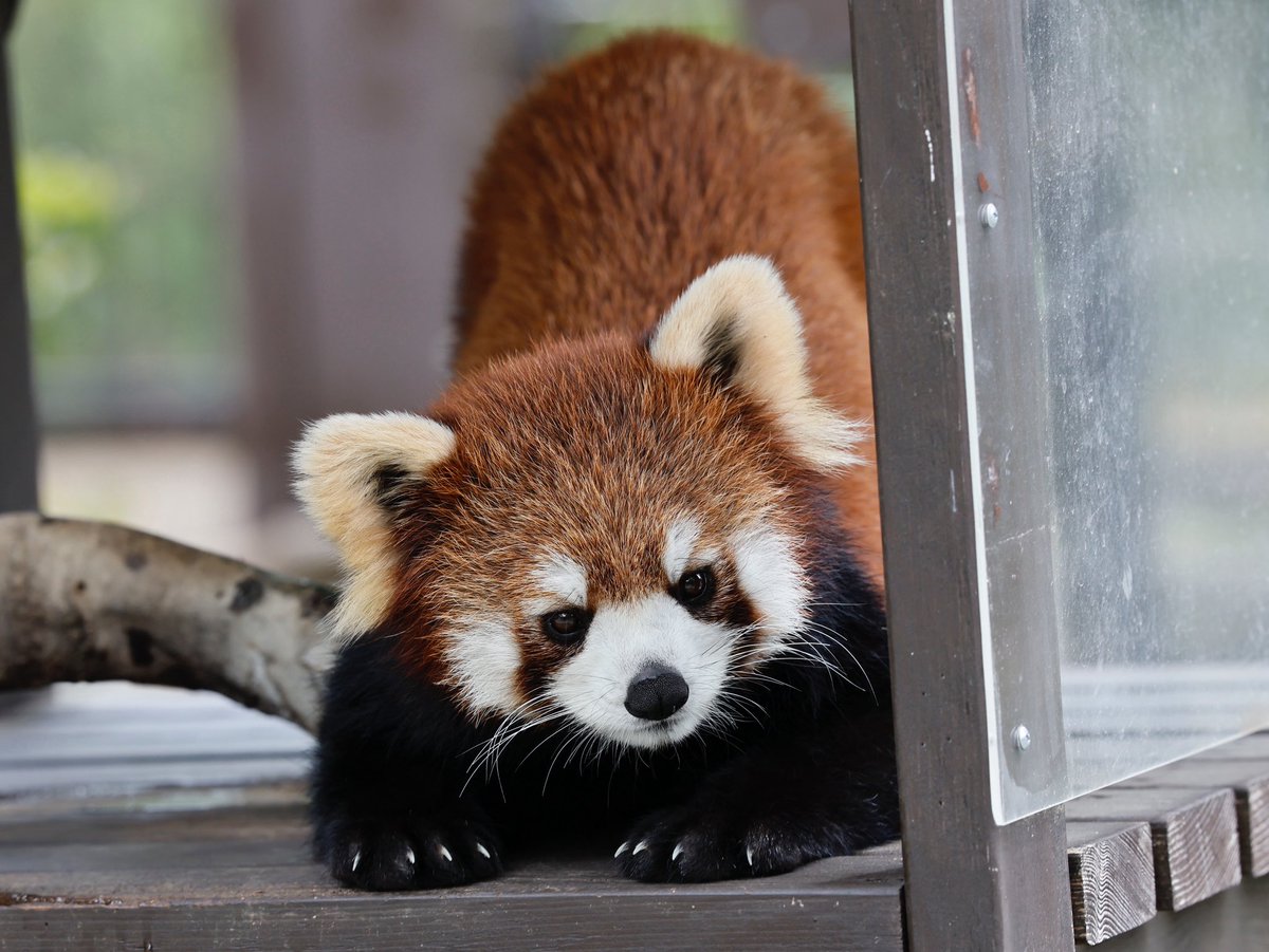 bara@リーファ大好き🥰 tweet media