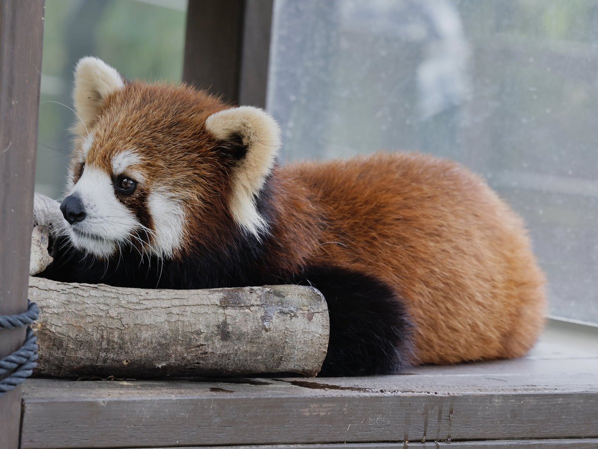 bara@リーファ大好き🥰 tweet media