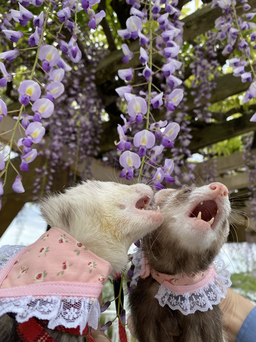 圧【あつ】 tweet media