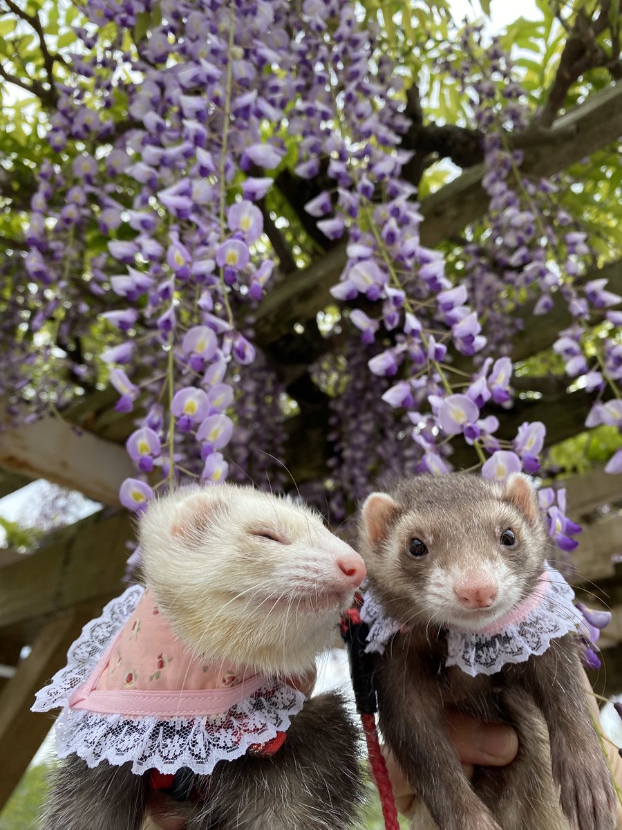 圧【あつ】 tweet media