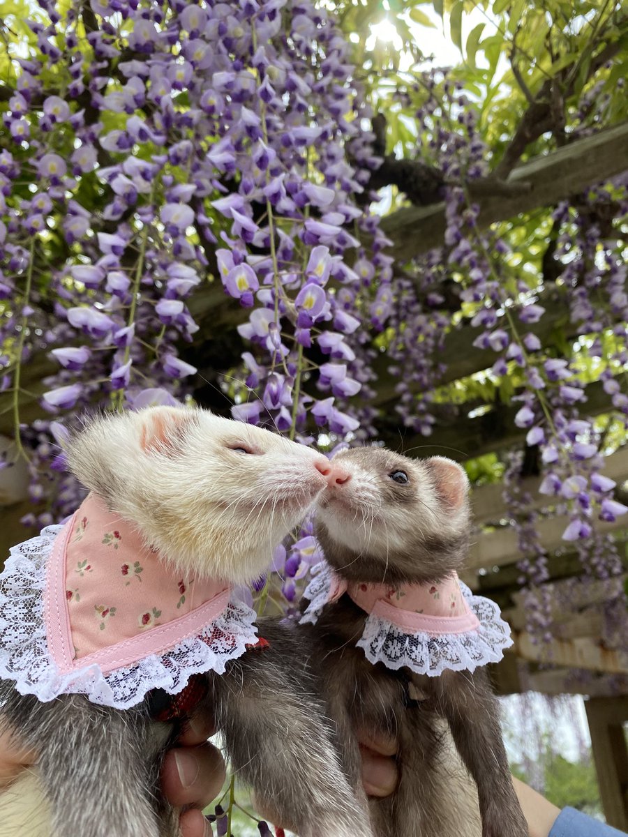 圧【あつ】 tweet media