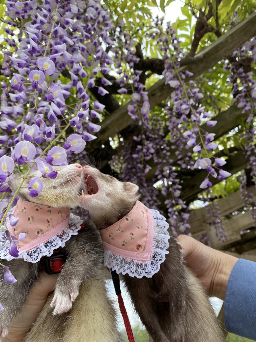 圧【あつ】 tweet media