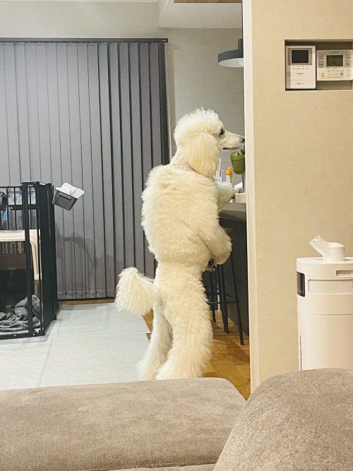 บิเบอร์ลี่ tweet media