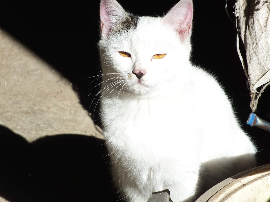 はなマメぽん tweet media