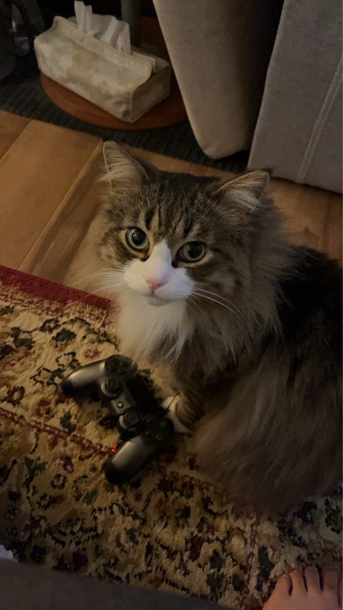 ごめんネコ☆ノルのそら tweet media