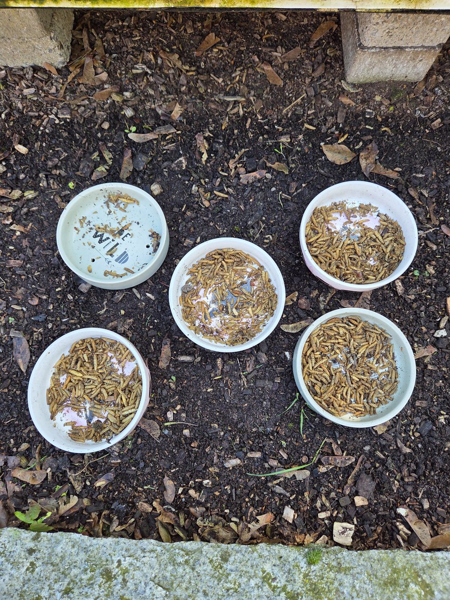 blueRacerOL's tweet image. Und bei Igels so 🥰 

Ich werde auf sechs erhöhen 🤷‍♂️😀

#TiereImGarten #Igel #hedgehog