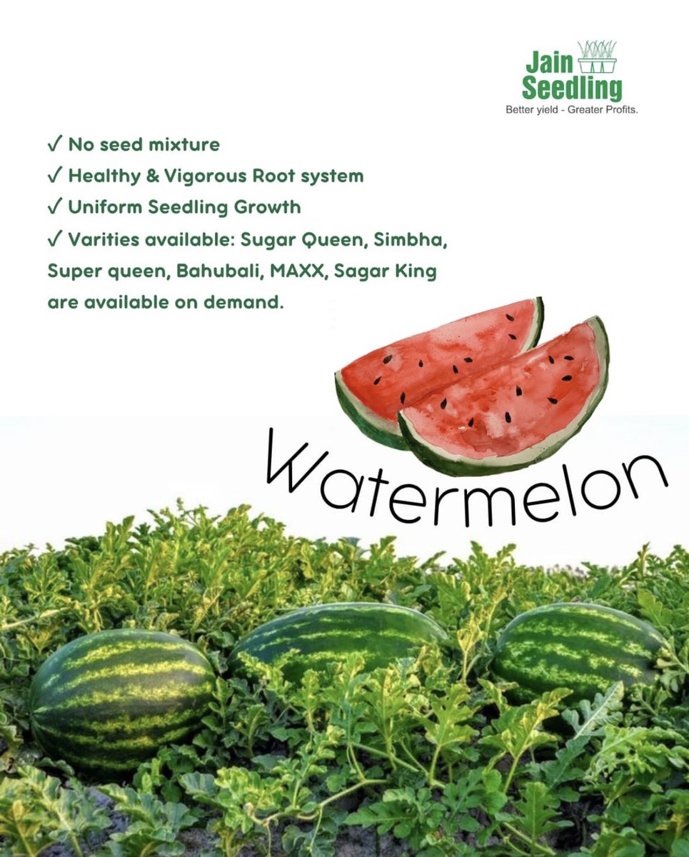 🍉🌱 A strong start makes all the difference.

With Jain Watermelon Seedlings, you get healthy plants, uniform growth, and a field that sets up for a sweet, successful harvest.

Plant right today, enjoy better results tomorrow.