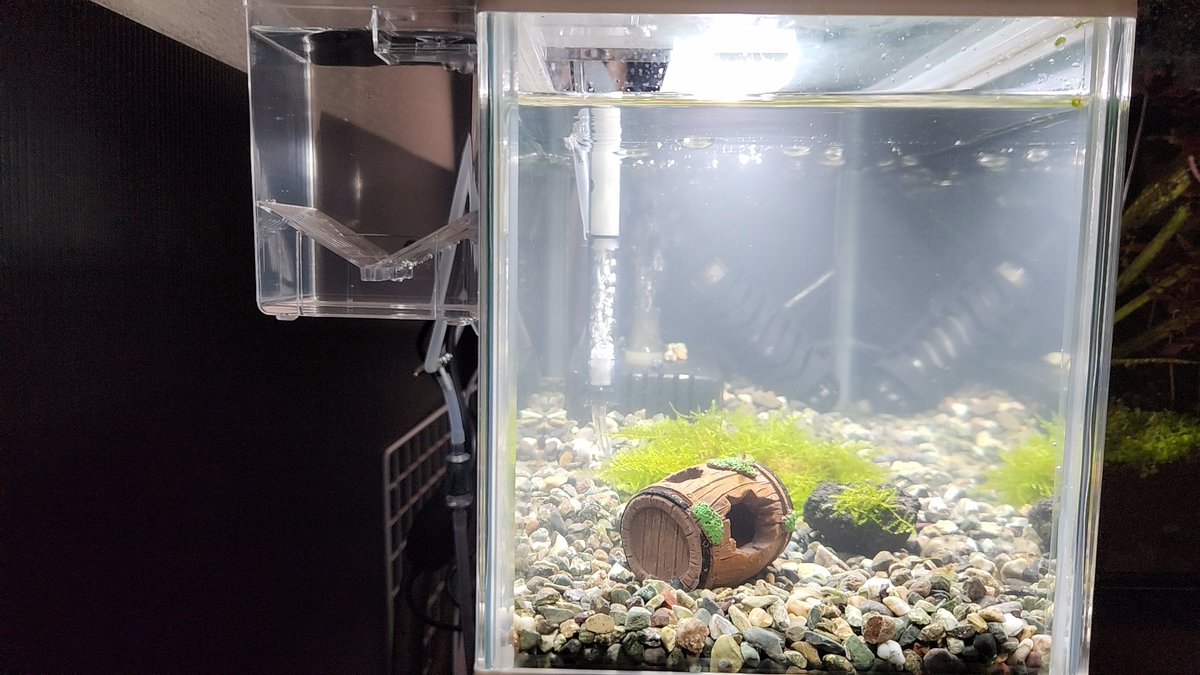 vitzrs_GS's tweet photo. まだ水が濁ってるけどヌマエビブリード本格的にスタートします
その後は水草レイアウト水槽立ち上げとレッドビーシュリンプ水槽立ち上げます！ https://t.co/wak3ZPokTU