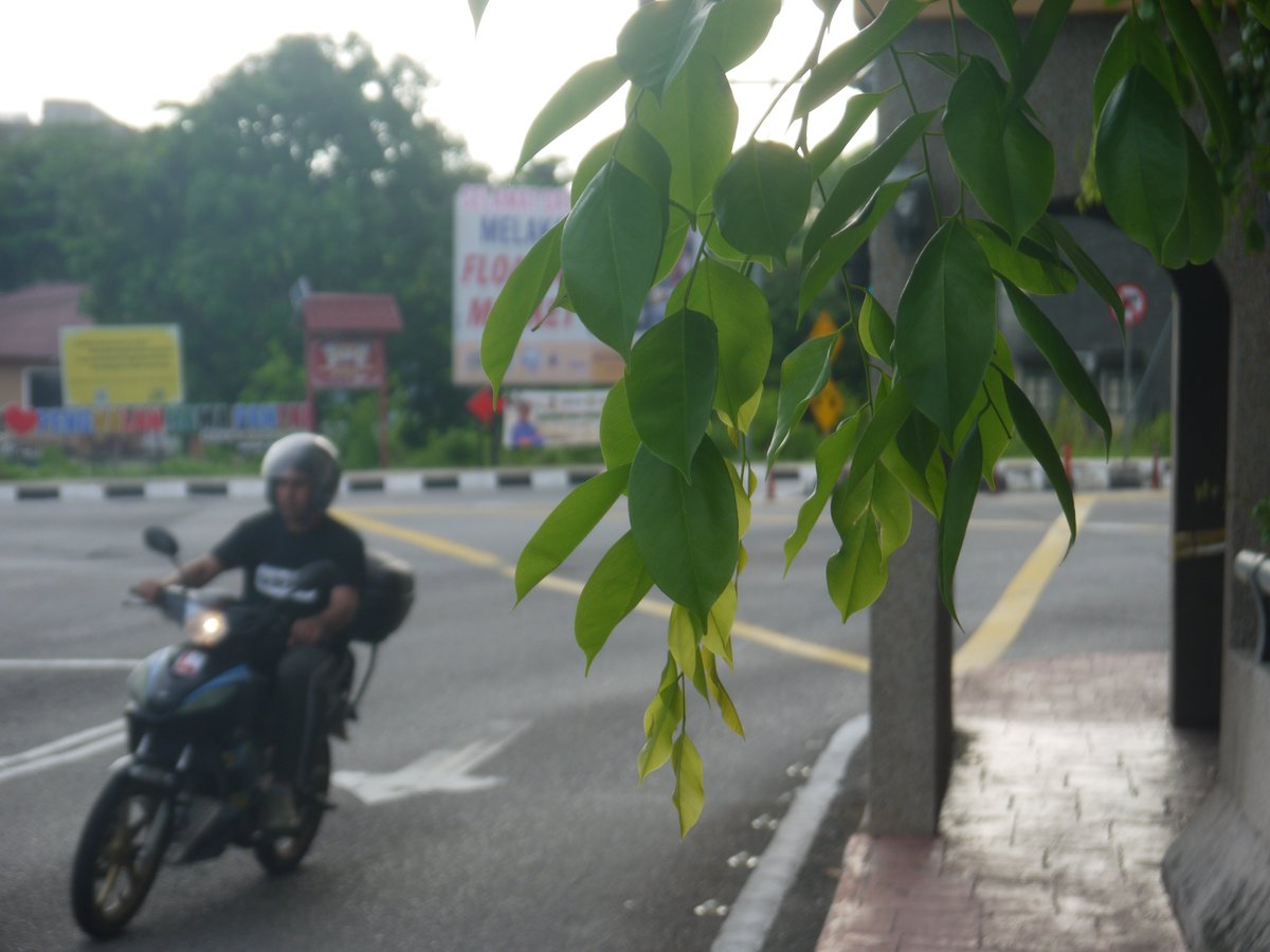 Habu Chan tweet media