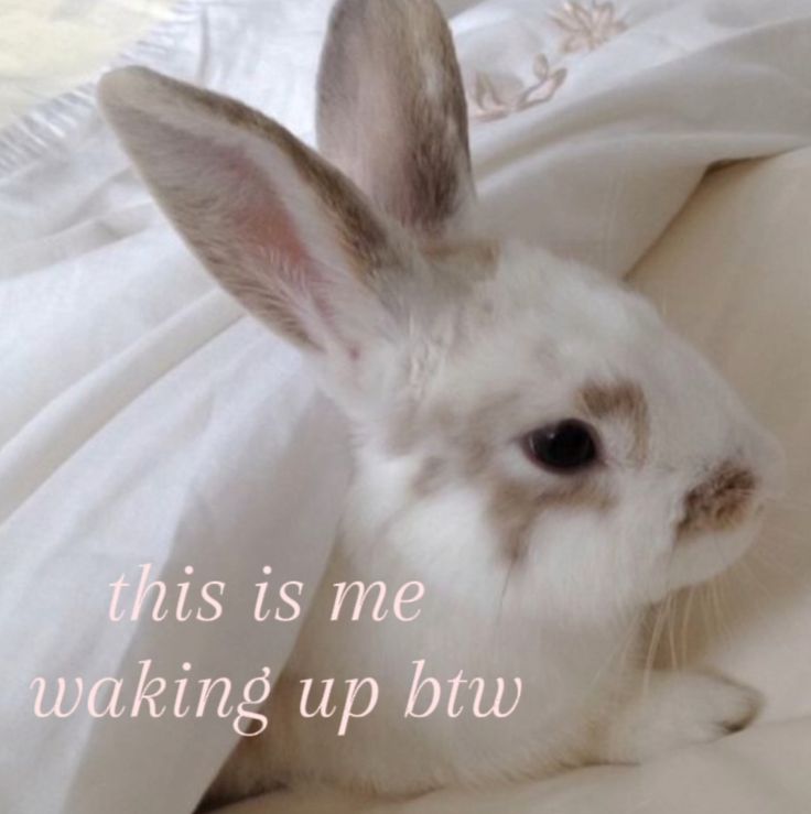 ㅤㅤ

             ꒰  good  morning  ♡