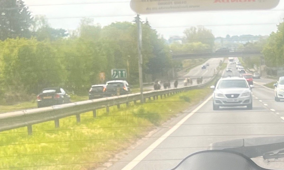 Bournemouthecho's tweet image. BREAKING: Horses have been spotted travelling towards #Bournemouth and causing delays on the A338. Latest updates by @Jess_Journo_ bournemouthecho.co.uk/news/26039519.…