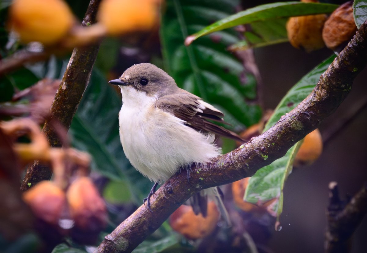 dparody's tweet image. Pied Flycatcher #birding