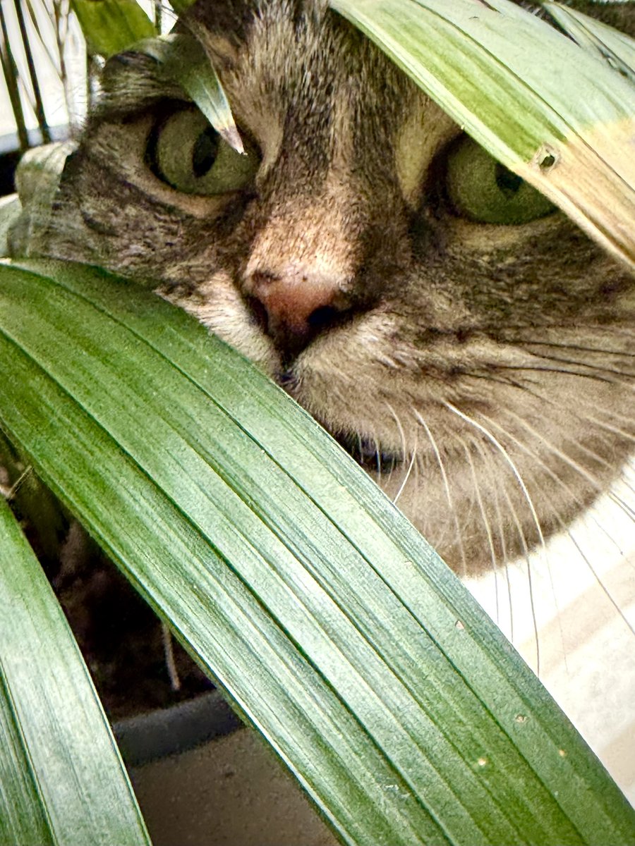 Ricky Gervais tweet media