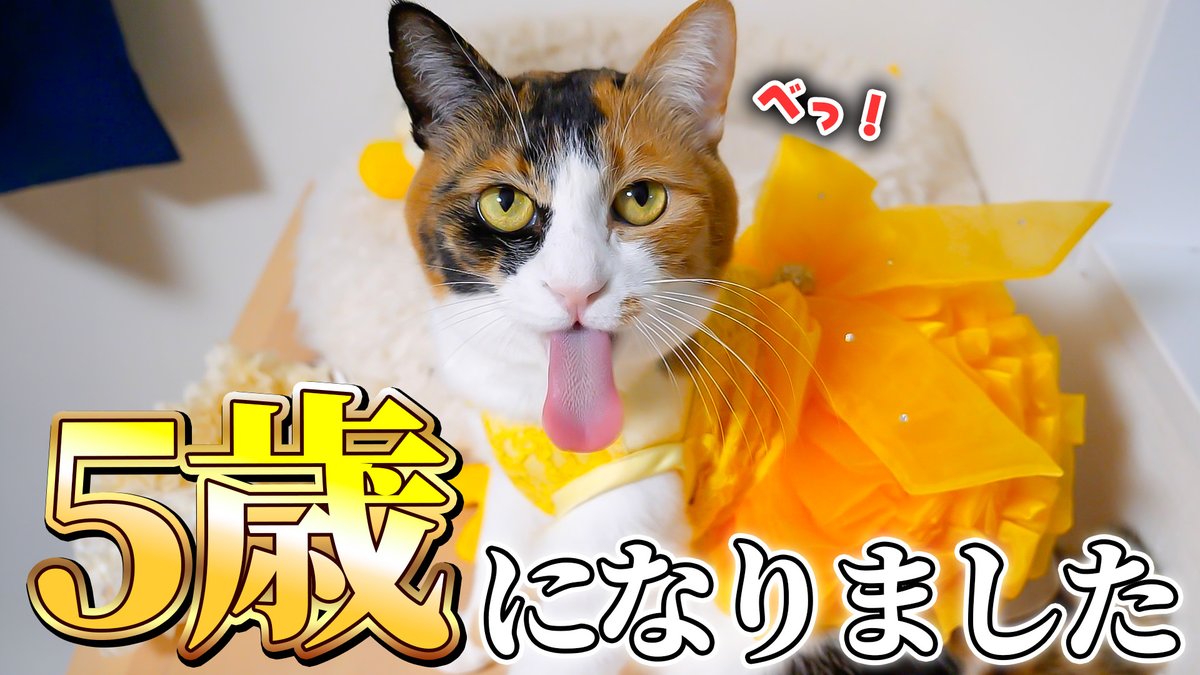 《あつし》@猫と暮らしています tweet media