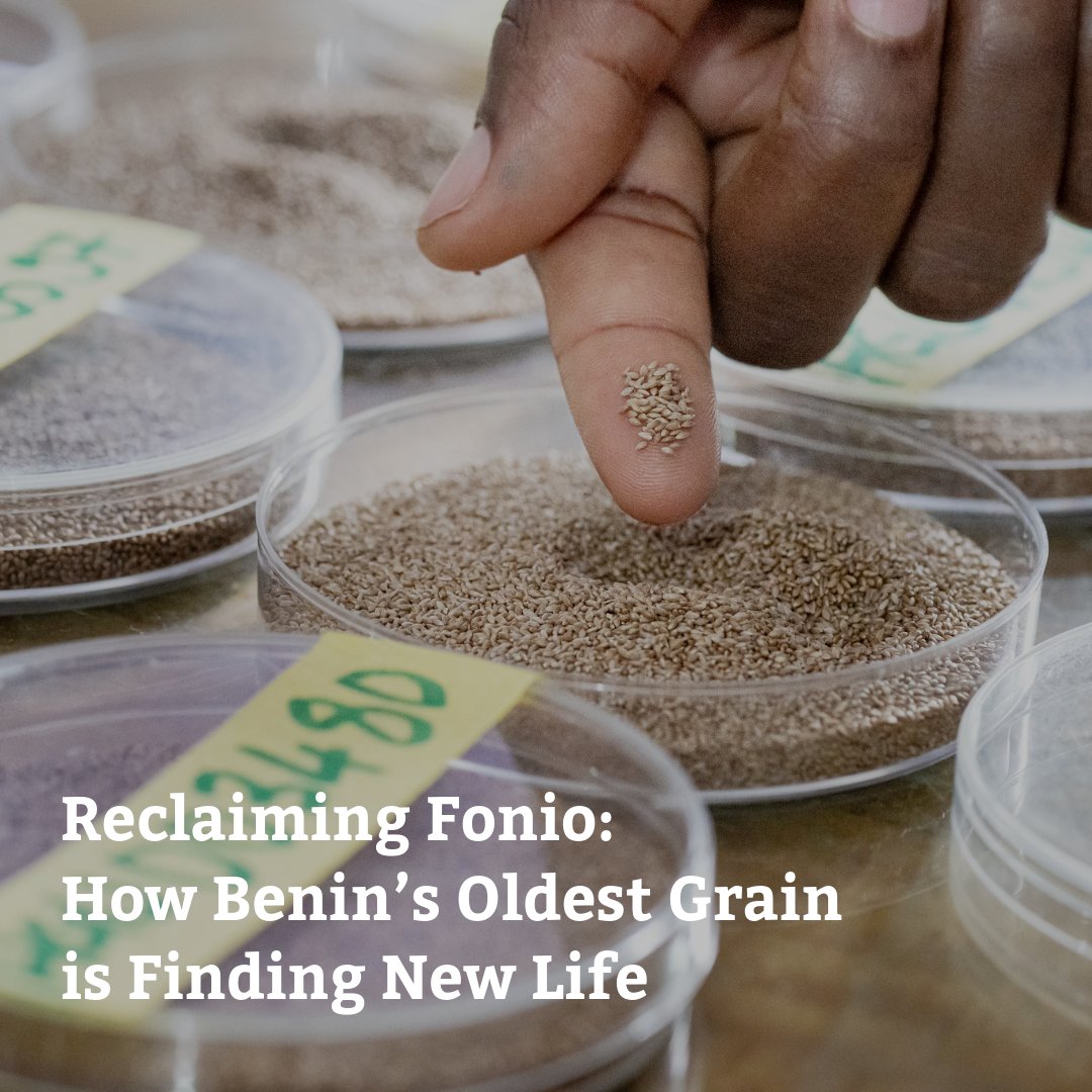 CropTrust's tweet photo. Fonio is making a comeback in Benin, but challenges remain: tiny seeds, heavy labor and limited markets. However, scientists, farmers and entrepreneurs are driving its revival.
Could it help support better food security? Read here: https://t.co/WhCvnF5M2l

#BOLDProject https://t.co/65wz2DROQZ