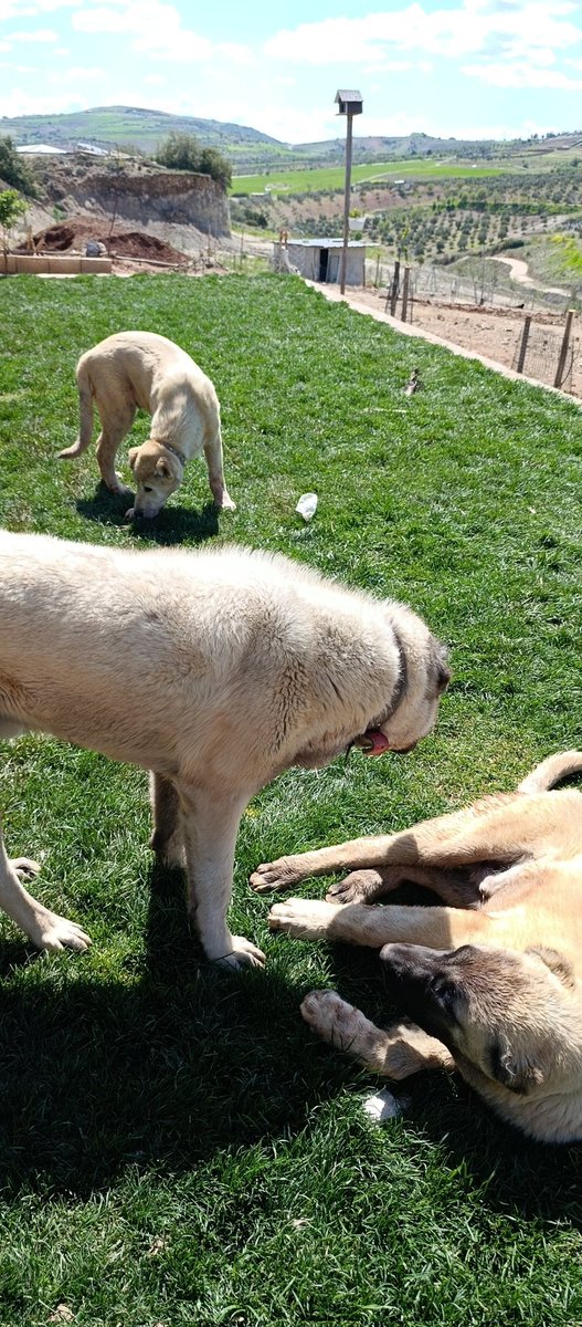 ercan özdemir tweet media