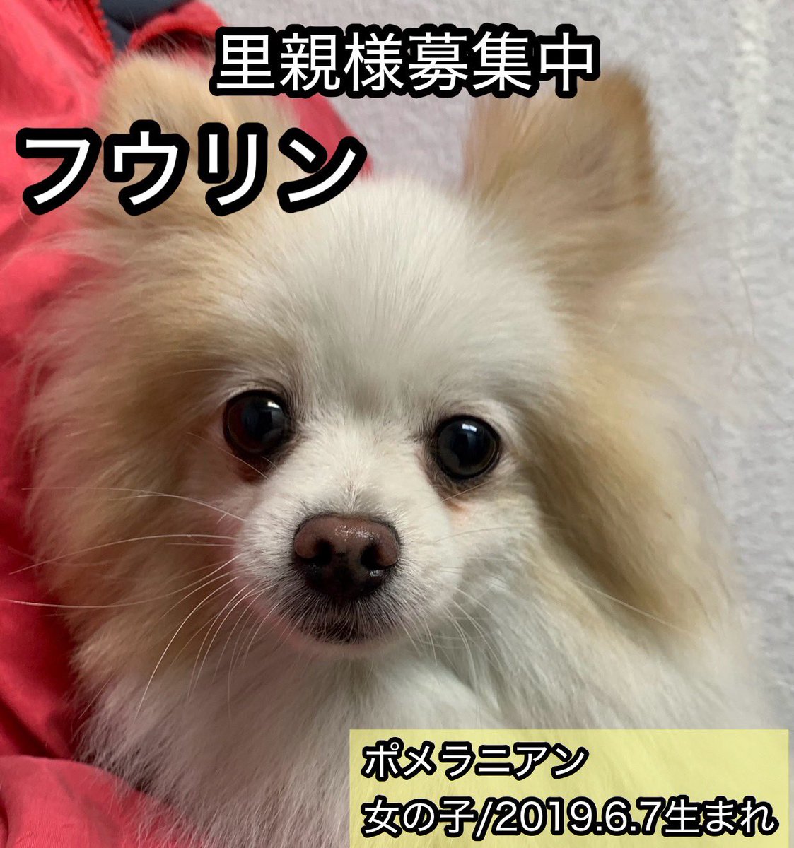 保護犬カフェ®鶴橋店 tweet media