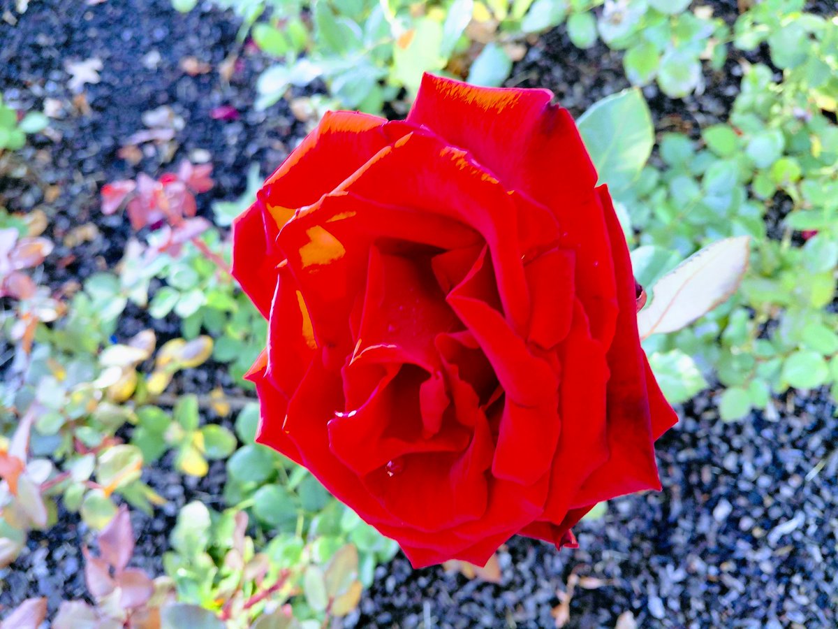 We live in beautiful times ⚘️