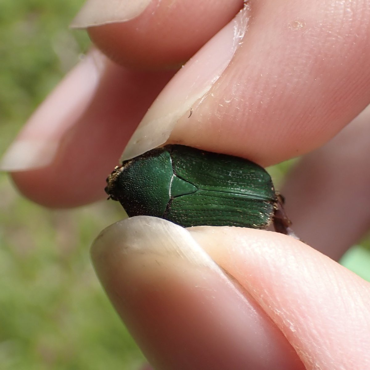 おこめ tweet media